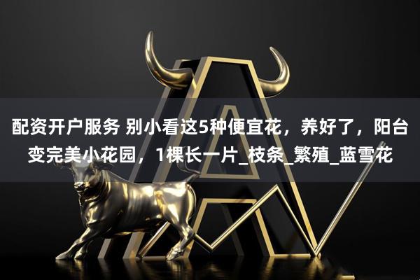 配资开户服务 别小看这5种便宜花，养好了，阳台变完美小花园，1棵长一片_枝条_繁殖_蓝雪花