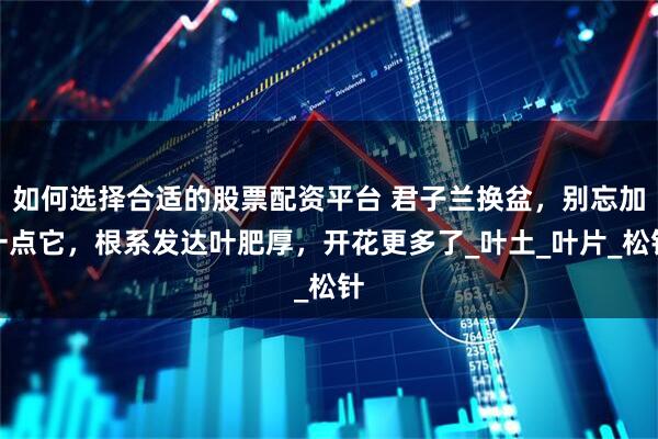 如何选择合适的股票配资平台 君子兰换盆，别忘加一点它，根系发达叶肥厚，开花更多了_叶土_叶片_松针